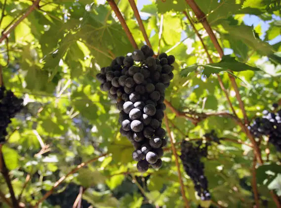 Grappo d'uva di produzione propria - Immerso nella natura