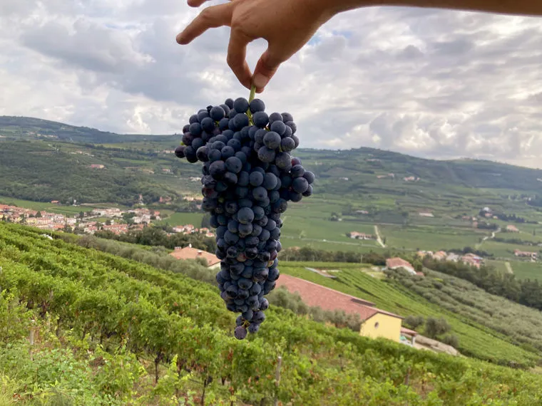 Wine tasting in the Il Monte Caro winery - Valle di Mezzane