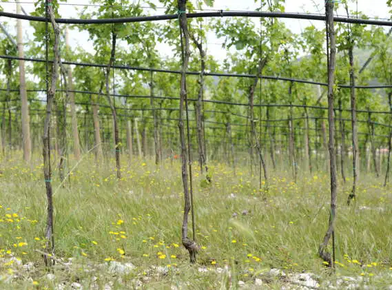 filare di vigneto con vegetazione primaverile. Prato fiorito e sassi di calcare bianco completano