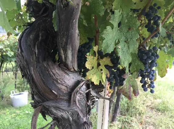 dettaglio del tronco di vigna di cabernet sauvignon - durante la vendemmia si vedono ceste piene di uva