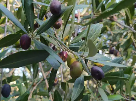 Olive veronesi nell'oliveto del Monte Caro
