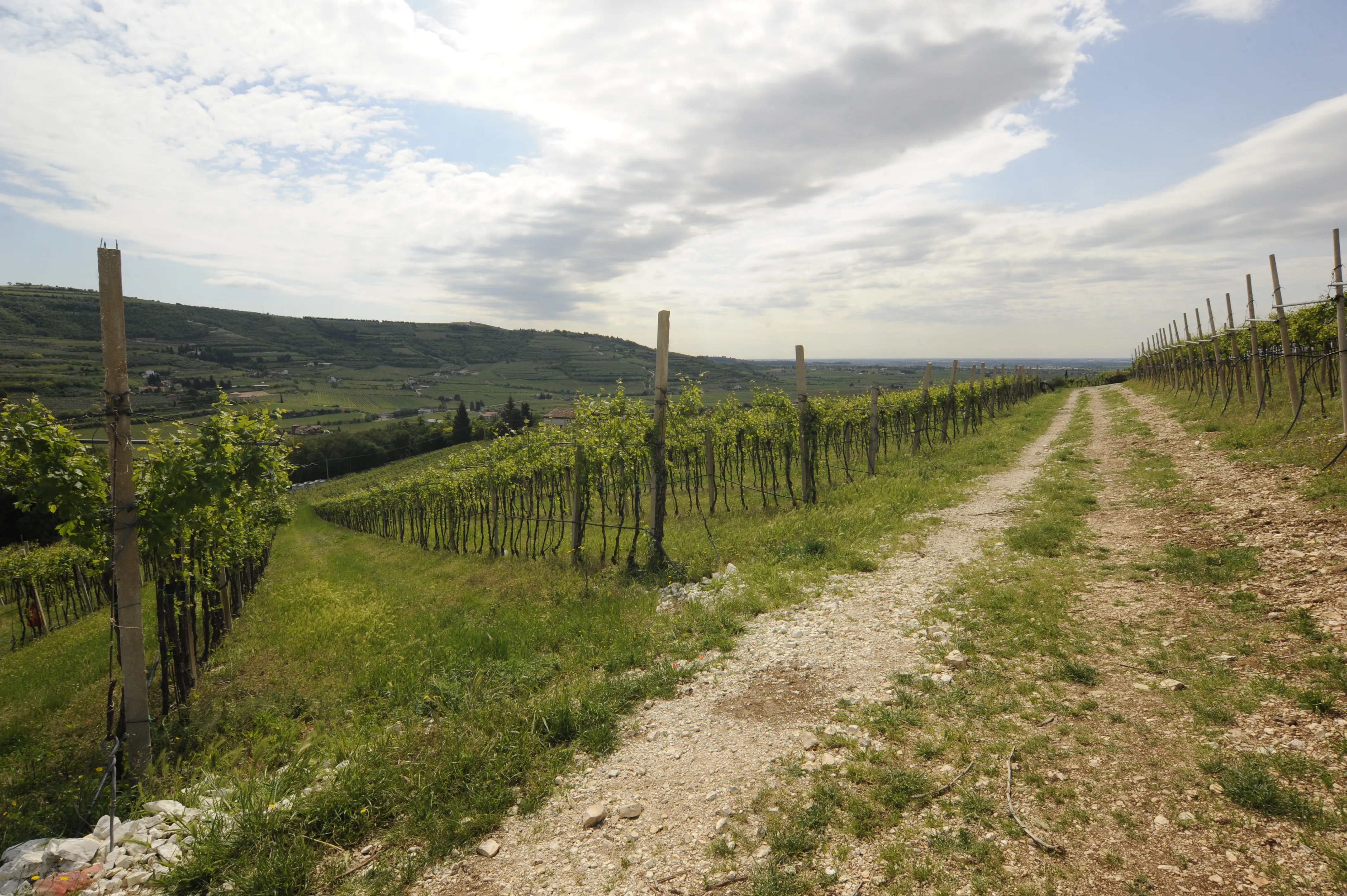 vineyards, limestones and wonderful view from Il Monte Caro winery