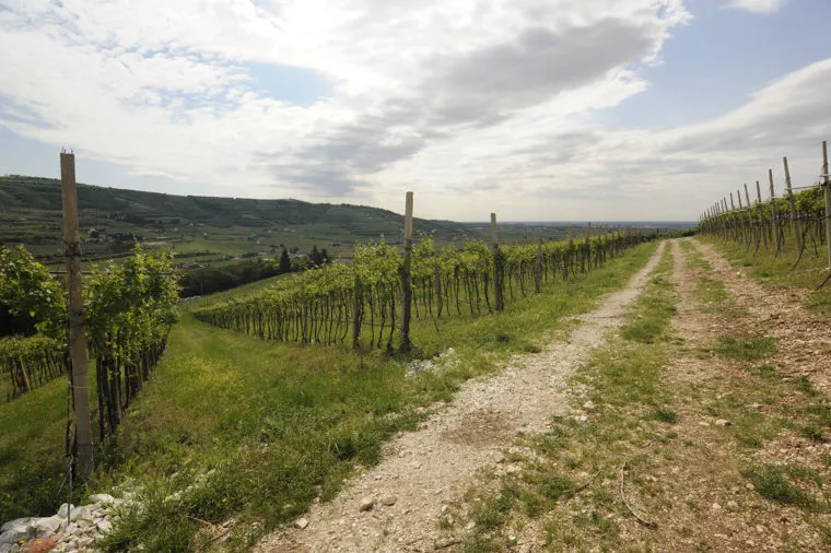 vineyards, limestones and wonderful view from Il Monte Caro winery