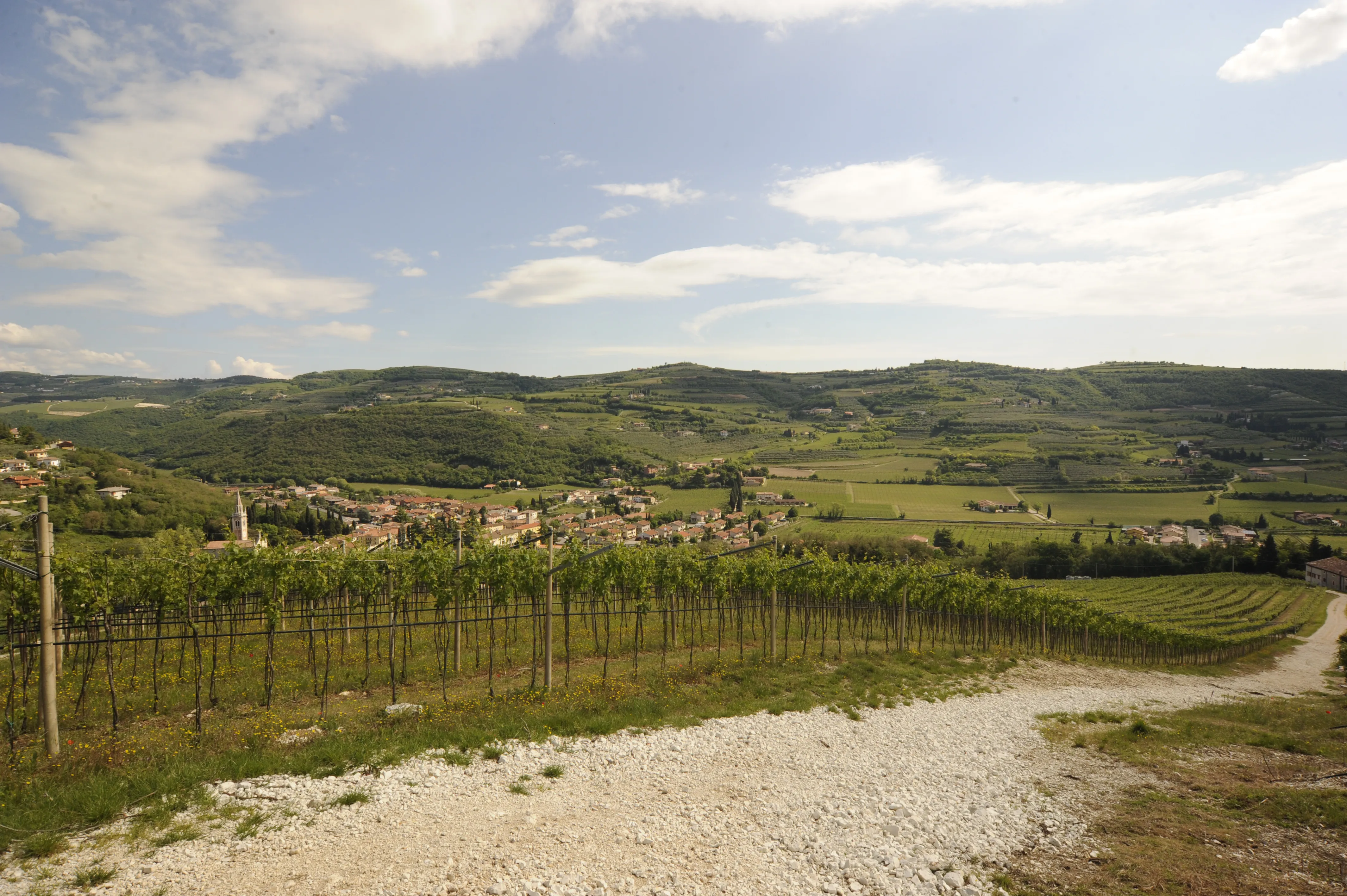 Vallata con vigneto - Mezzane di Sotto