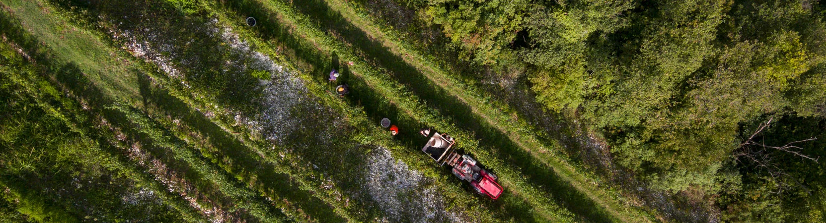 Trattore con vista dall'altro nel vigneto - Filosofia del vigneto